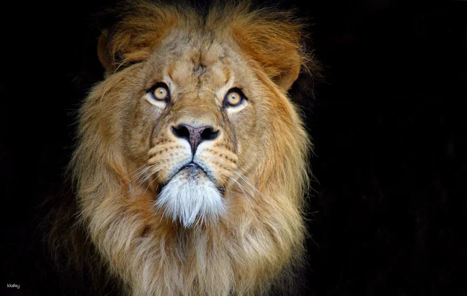 ARTIS Royal Zoo