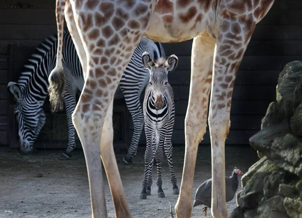 ARTIS Royal Zoo