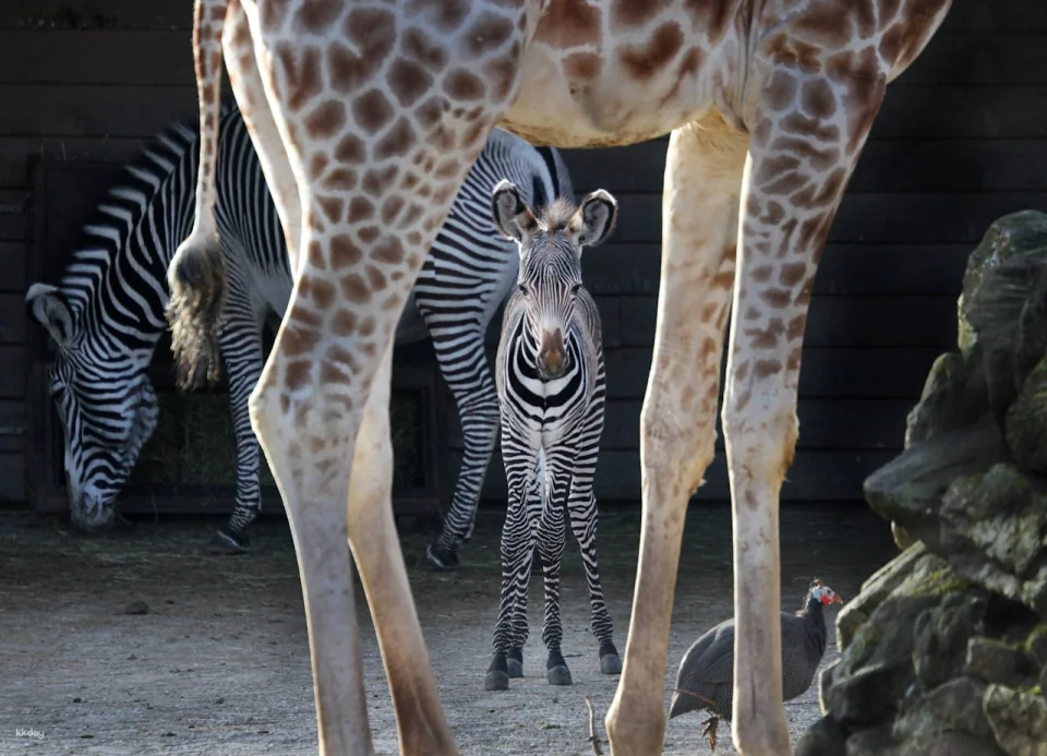ARTIS Royal Zoo