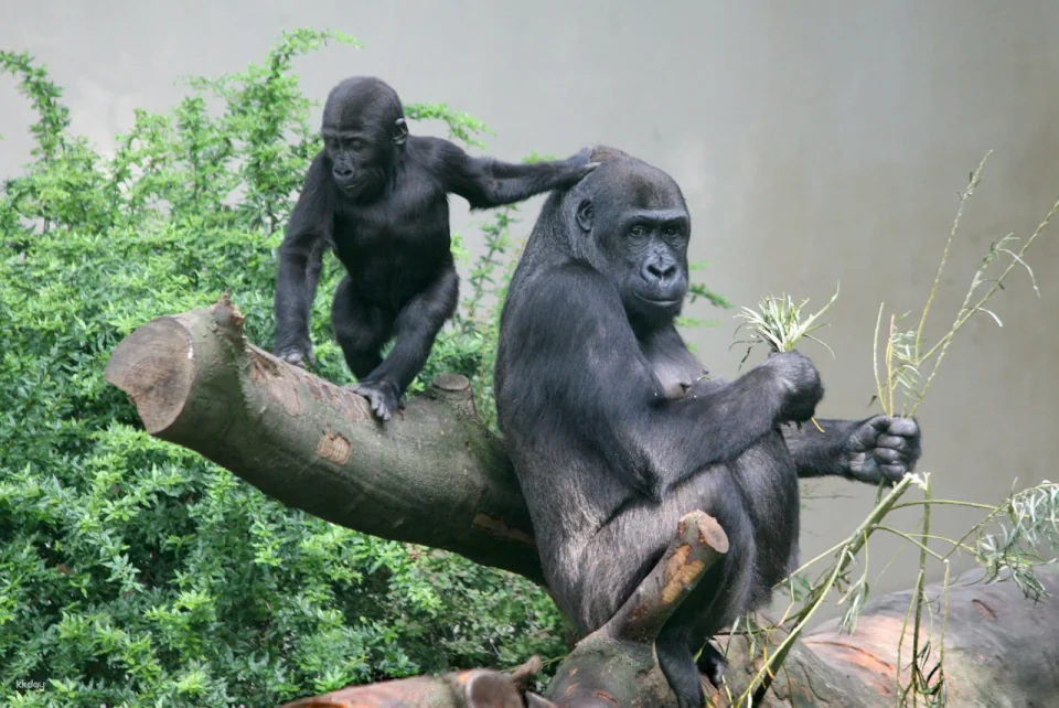 ARTIS Royal Zoo