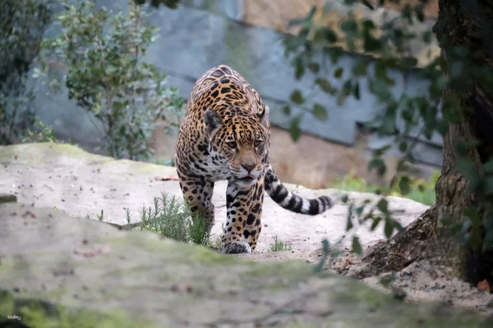 ARTIS Royal Zoo