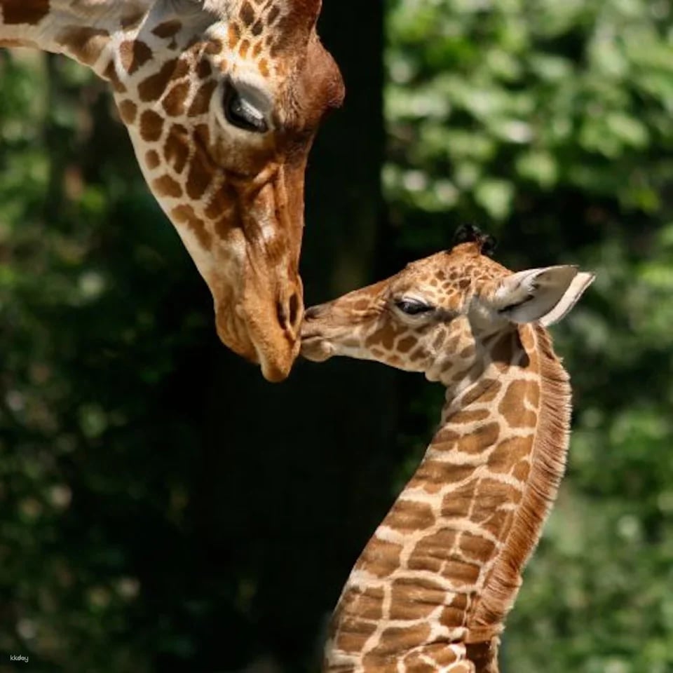 ARTIS Royal Zoo