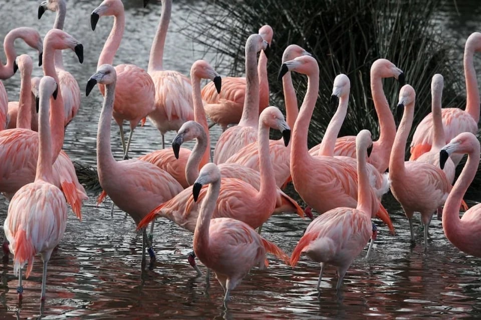 ARTIS Royal Zoo
