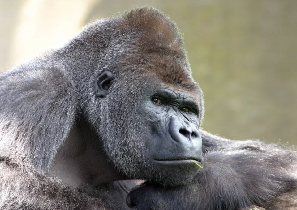ARTIS Royal Zoo