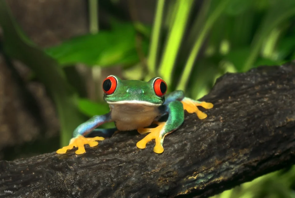 ARTIS Royal Zoo
