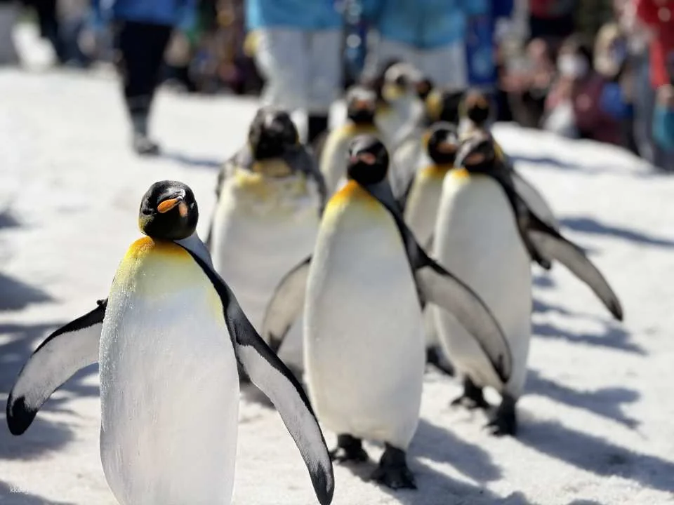 Asahiyama Zoo Tickets | Hokkaido