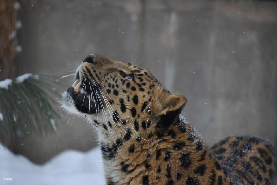 Asahiyama Zoo Tickets | Hokkaido