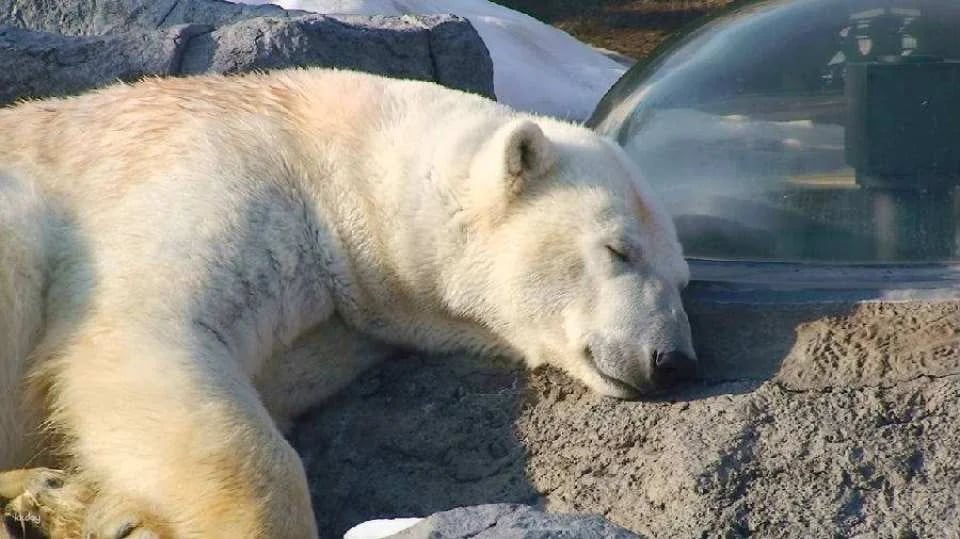 Asahiyama Zoo Tickets | Hokkaido