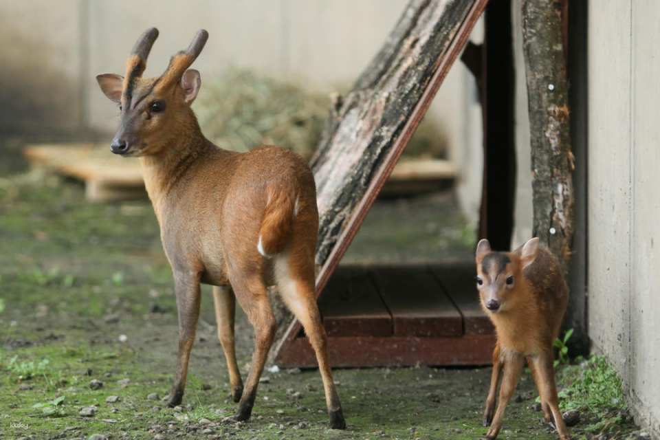 Asahiyama Zoo Tickets | Hokkaido