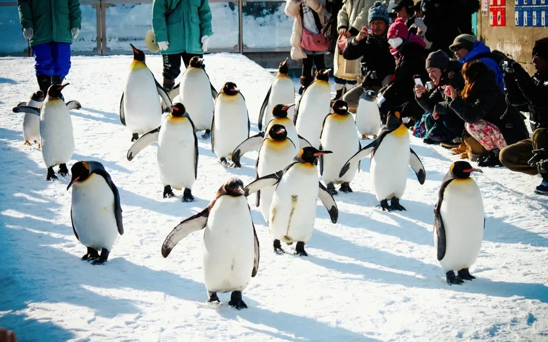 Asahiyama Zoo Tickets Image 1