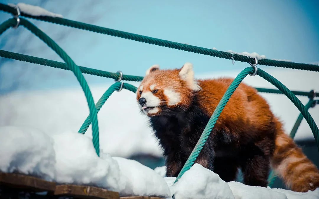 Asahiyama Zoo Tickets Image 11