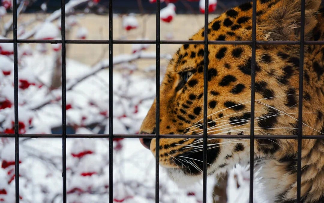 Asahiyama Zoo Tickets Image 6