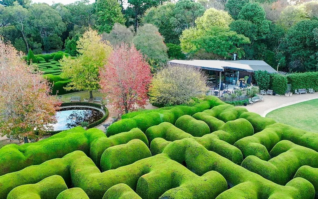 Ashcombe Maze & Lavender Gardens Entry Tickets Image 2