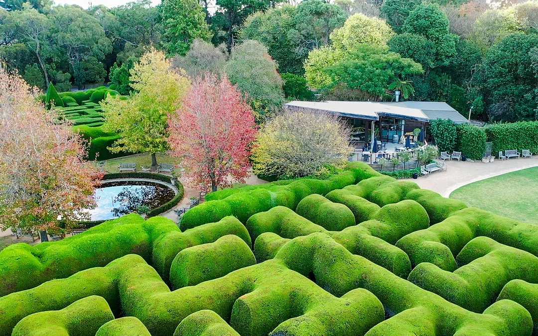 Ashcombe Maze & Lavender Gardens Entry Tickets Image 2