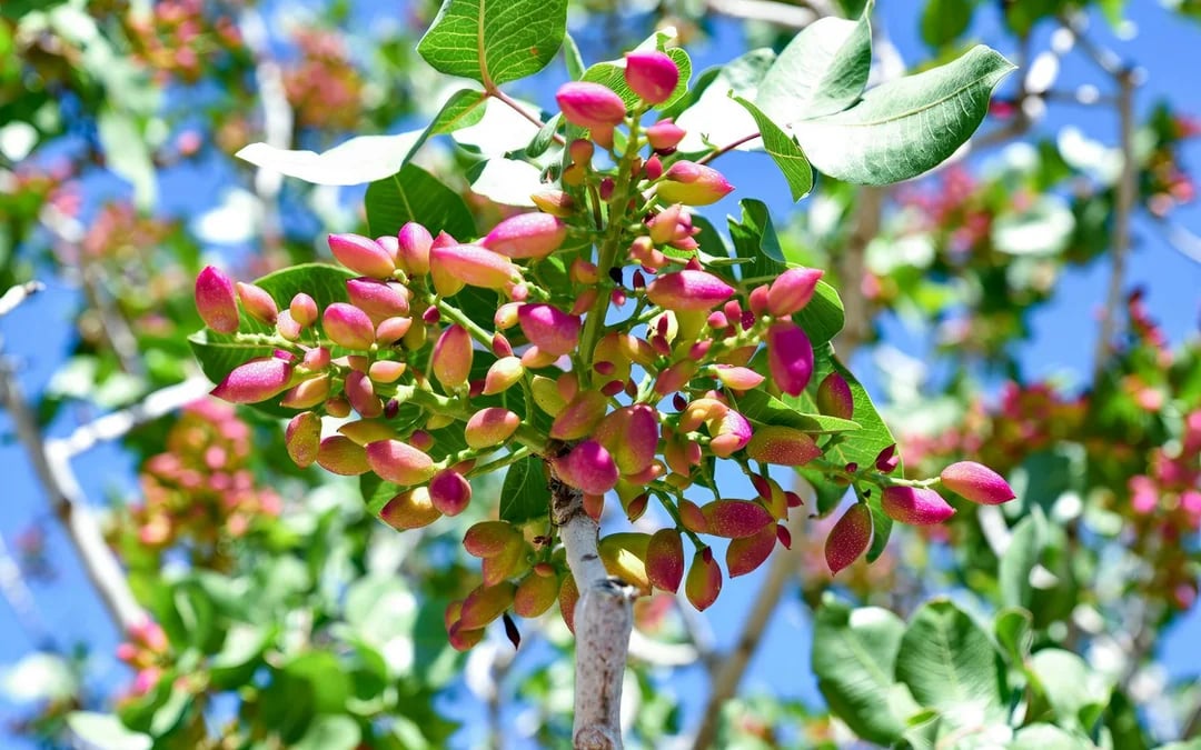 Athens: Aegina Island Pistachio Farm & Heritage Tour Image 5