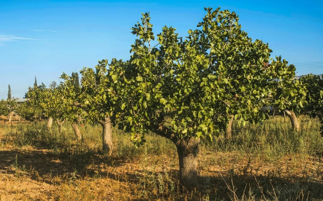 Athens: Aegina Island Pistachio Farm & Heritage Tour Image 6