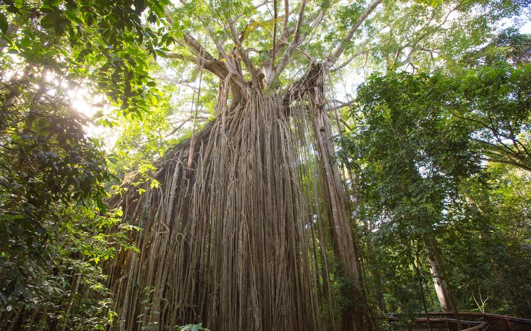 Atherton Tablelands Waterfalls Tour from Cairns Image 3