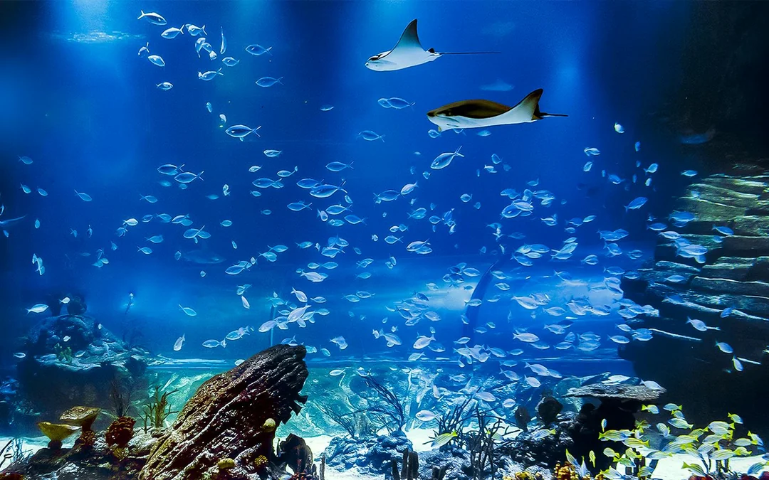 Atlantis Aquarium Madrid Tickets Image 3