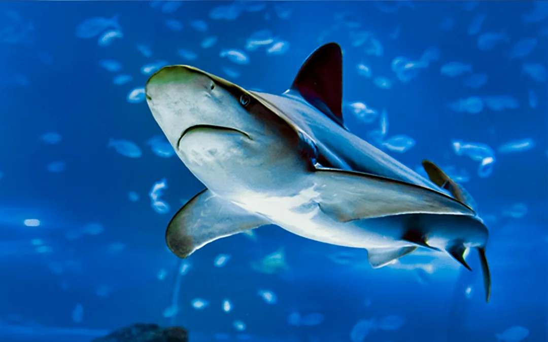 Atlantis Aquarium Madrid Tickets Image 4