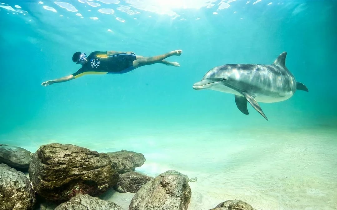 Atlantis Aquaventure Water Park Day Pass + Dolphin Cay Swim in Wonder Image 3