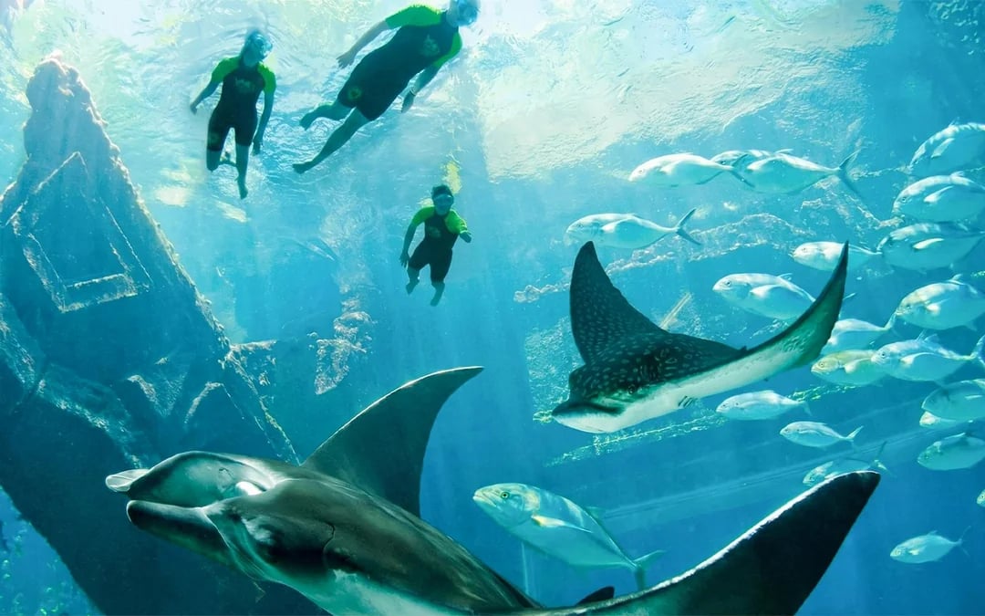 Atlantis Aquaventure Water Park Day Pass + Dolphin Cay Swim in Wonder Image 5