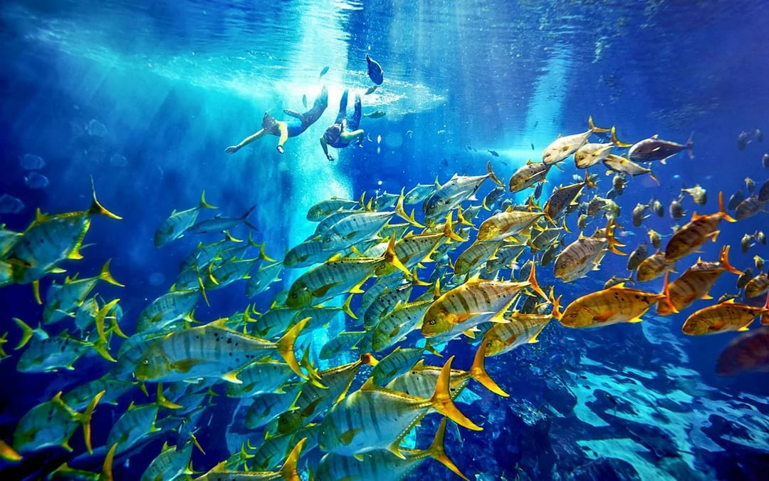 Atlantis Scuba Diving with Lost World Access Image 6