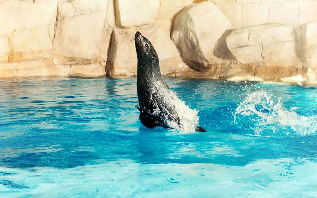 Atlantis Sea Lion Experience Image 2