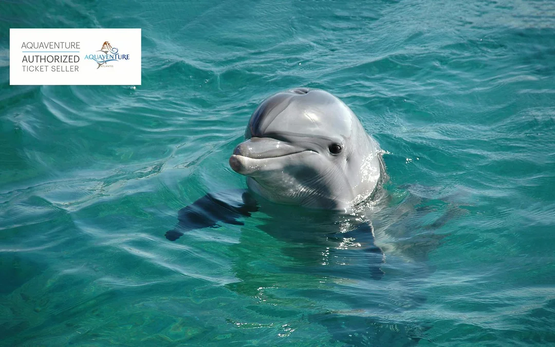 Atlas Village: Atlantis Dolphin Meet & Greet Image 1