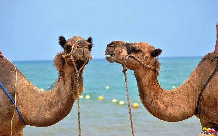 ATV Quad, Blue Hole Canyon, Camel & BBQ Lunch - Sharm El Sheikh Image 2