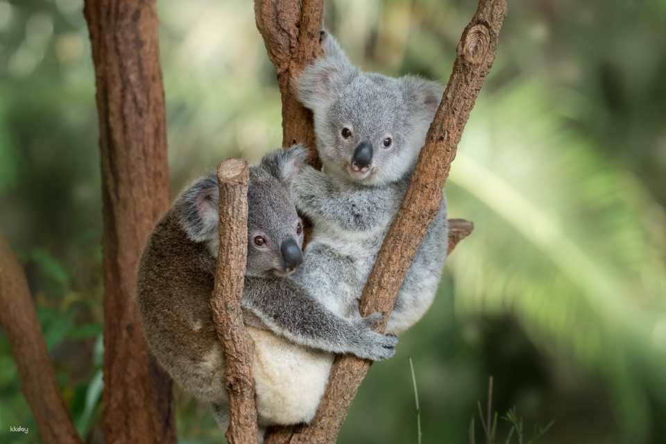 Australia Zoo Entry with Brisbane City Transfers | Australia