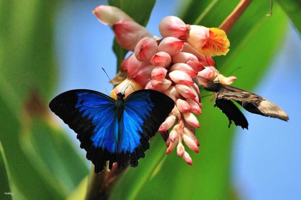 Australian Butterfly Sanctuary Admission Ticket | Australia