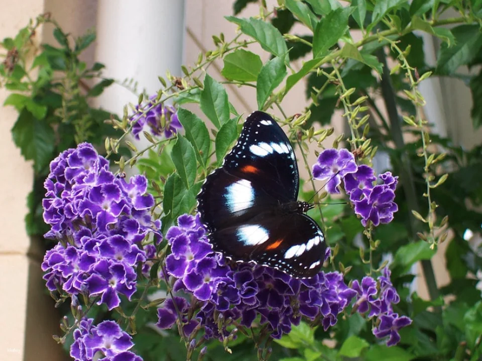 Australian Butterfly Sanctuary Admission Ticket | Australia