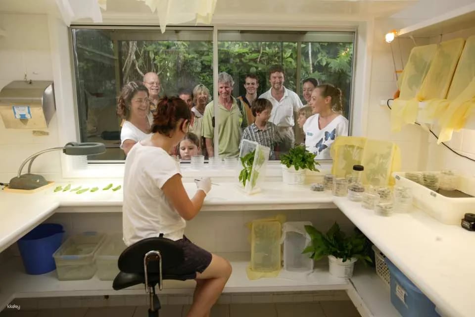 Australian Butterfly Sanctuary Admission Ticket | Australia