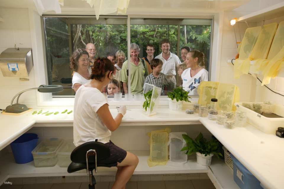 Australian Butterfly Sanctuary Admission Ticket | Australia