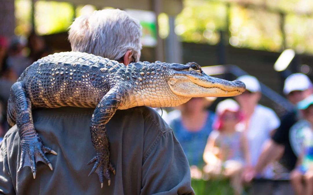 Australian Reptile Park Ticket Image 2