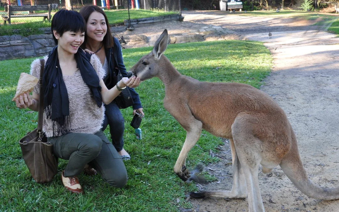 Australian Reptile Park Ticket Image 3