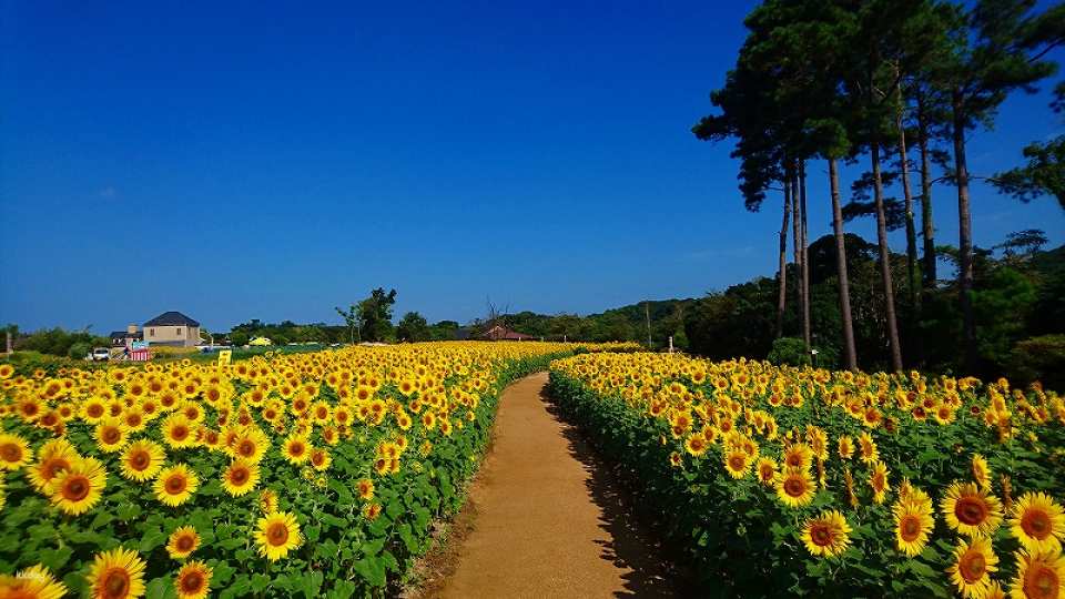 Awaji Farm Park England Hill Ticket | Official Retailer | Hyogo