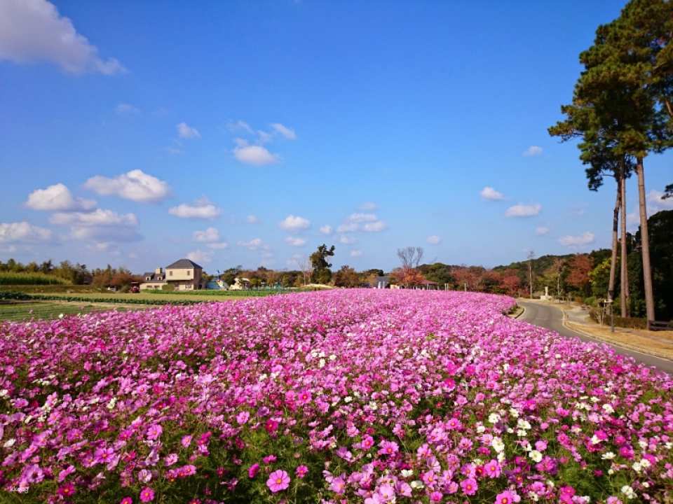 Awaji Farm Park England Hill Ticket | Official Retailer | Hyogo