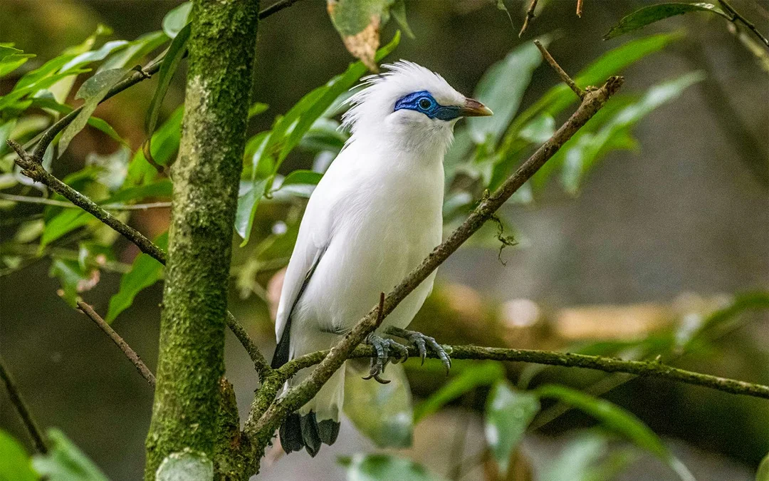 Bali Bird Park Group Saver Tickets: Group of 3 & More Image 5