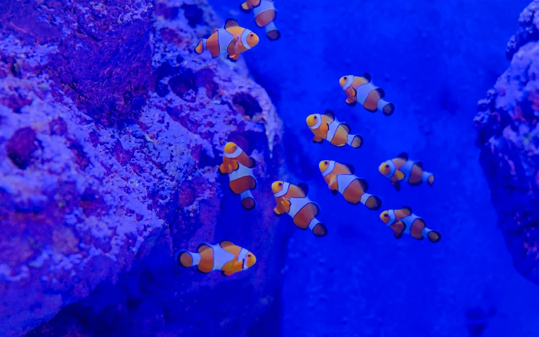Bali Marine Park Tickets Image 12