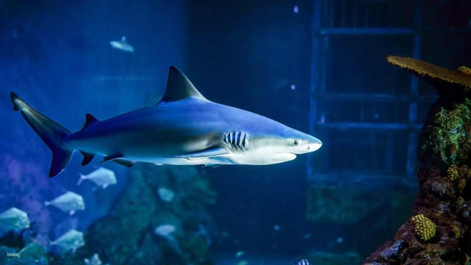 Bali Marine Safari Adventure | Interactive Marine Life Experience | Departure from Bali