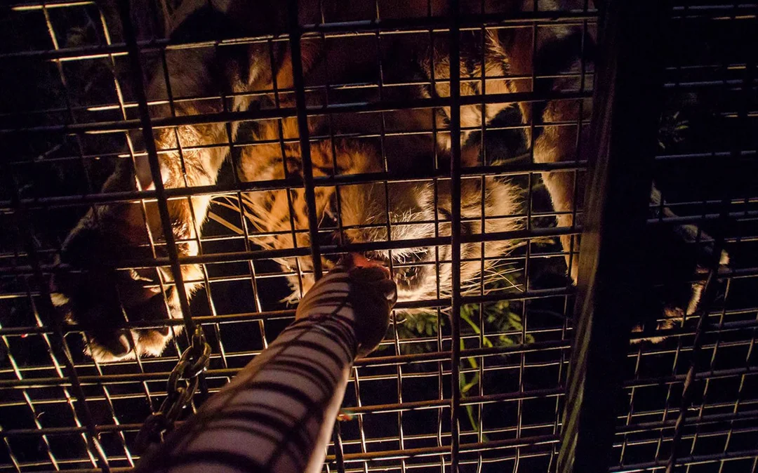Bali Night Safari Tickets Image 3
