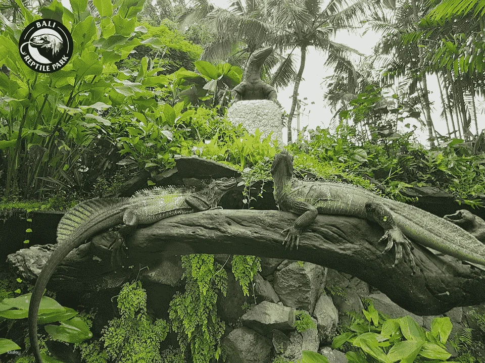 Bali Reptile Park in Bali | Indonesia