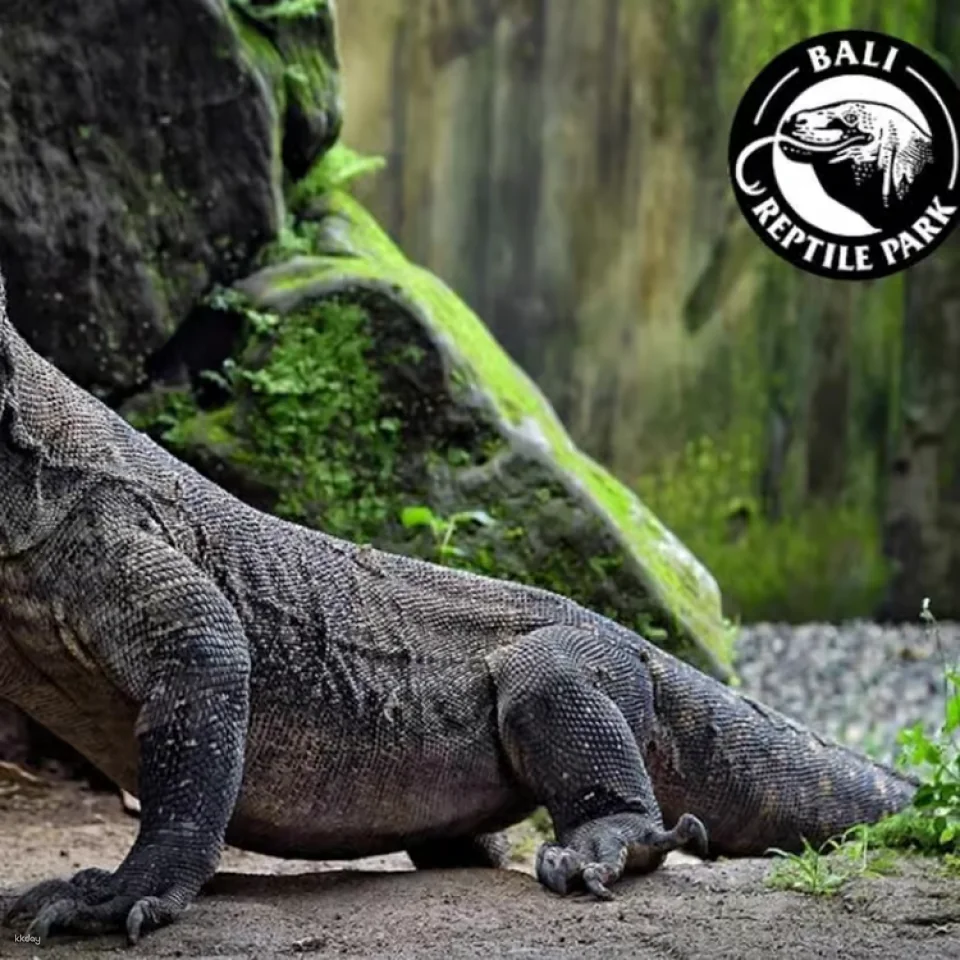 Bali Reptile Park in Bali | Indonesia
