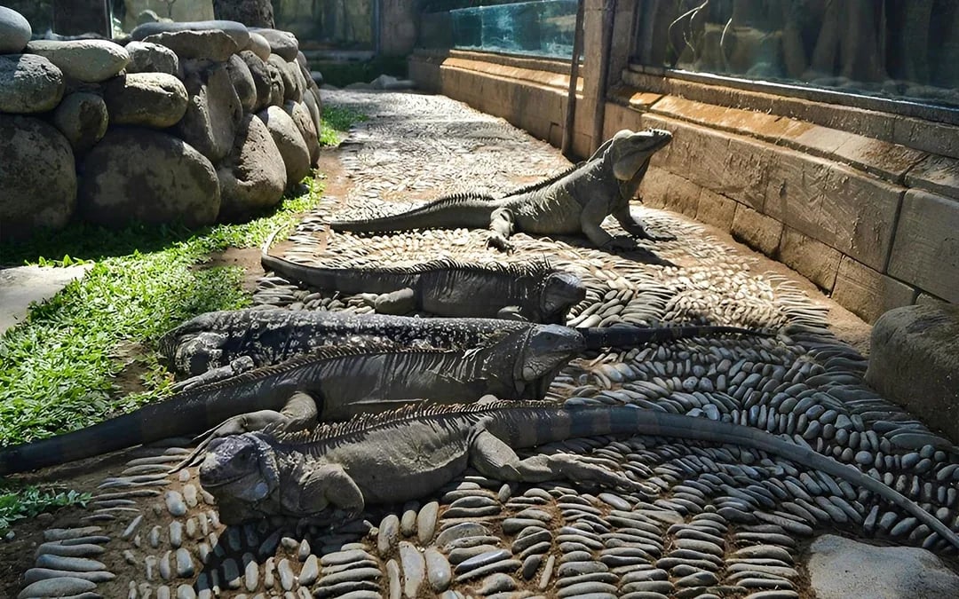 Bali Reptile Park Tickets Image 3