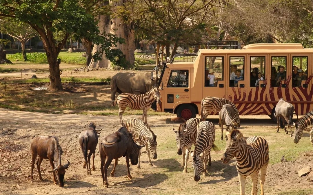 Bali Safari Park Tickets & Meal with Lion View Image 1