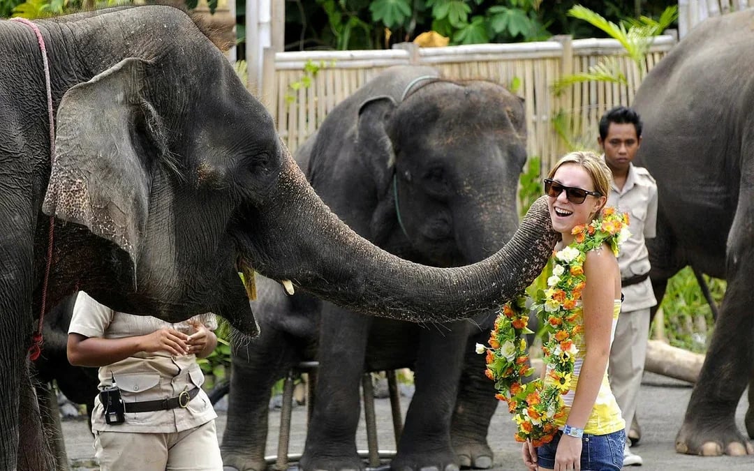 Bali Safari Park Tickets & Meal with Lion View Image 3