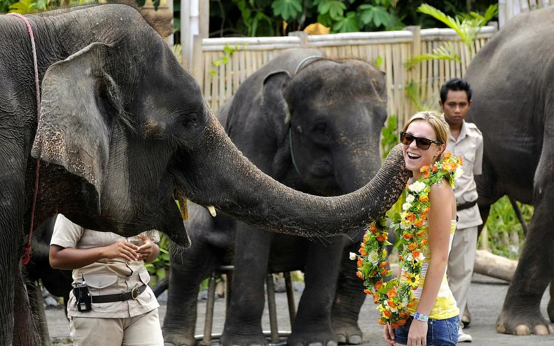 Bali Safari Park Tickets & Meal with Lion View Image 3