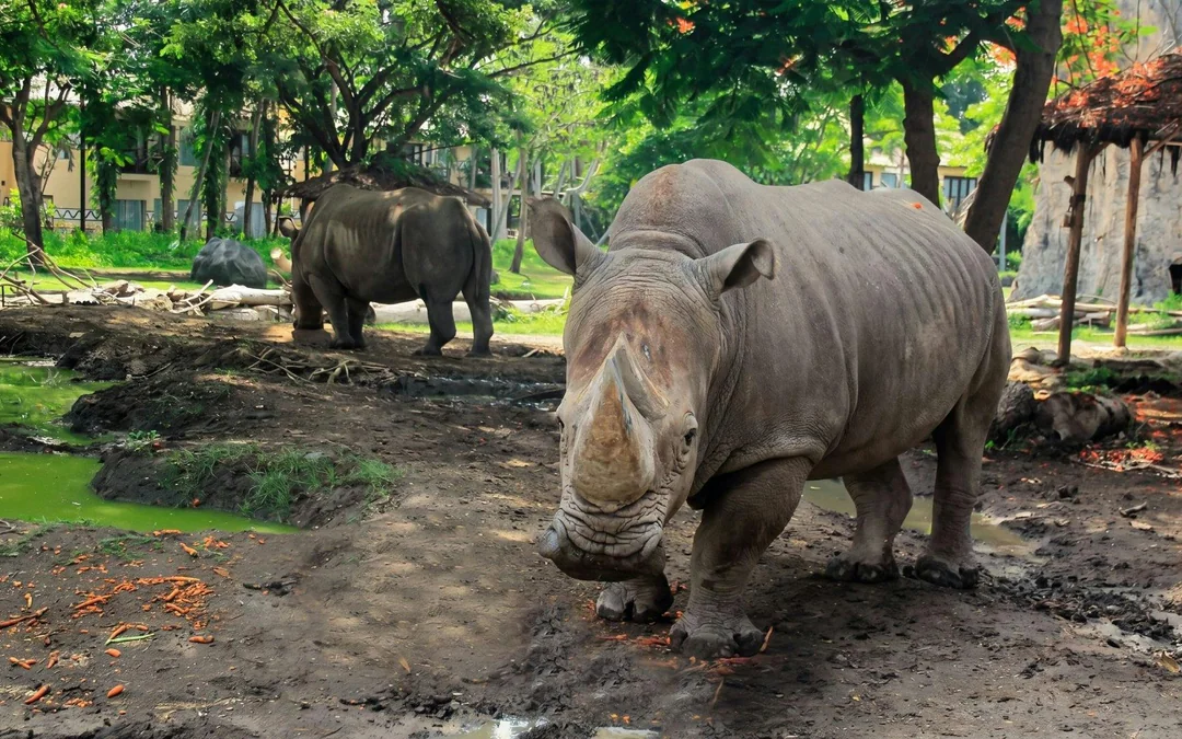 Bali Safari Park Tickets: Day/Night Safari & Optional Meals Image 5