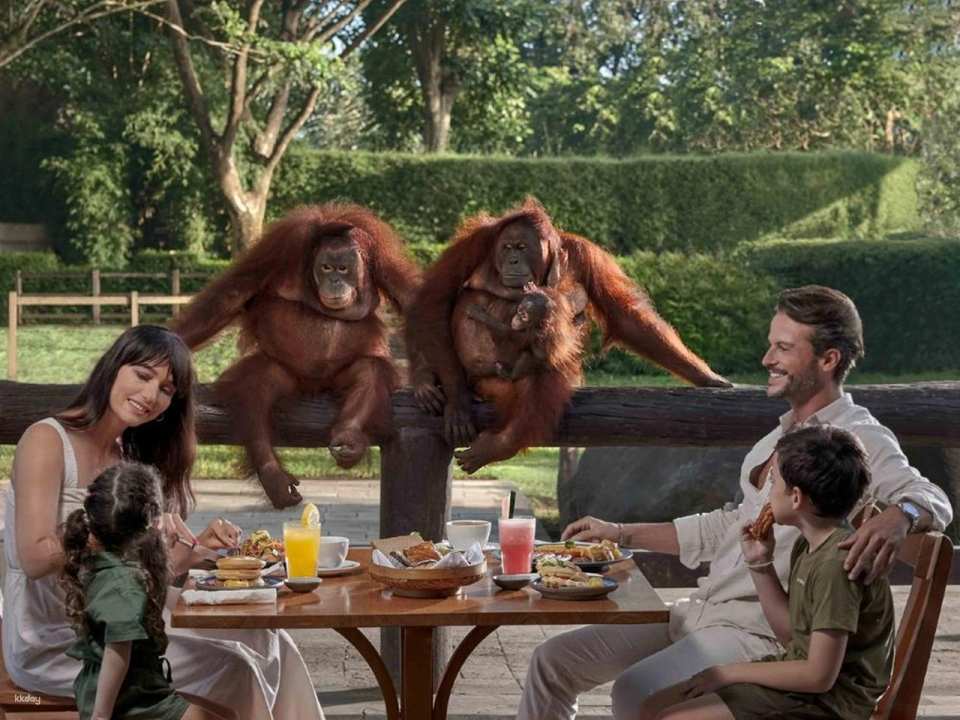 Bali Zoo Breakfast with Orangutan | Intimate Wildlife Dining Experience at Bali Zoo | Departure from Bali